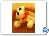 Medium sized fancy Dog 004